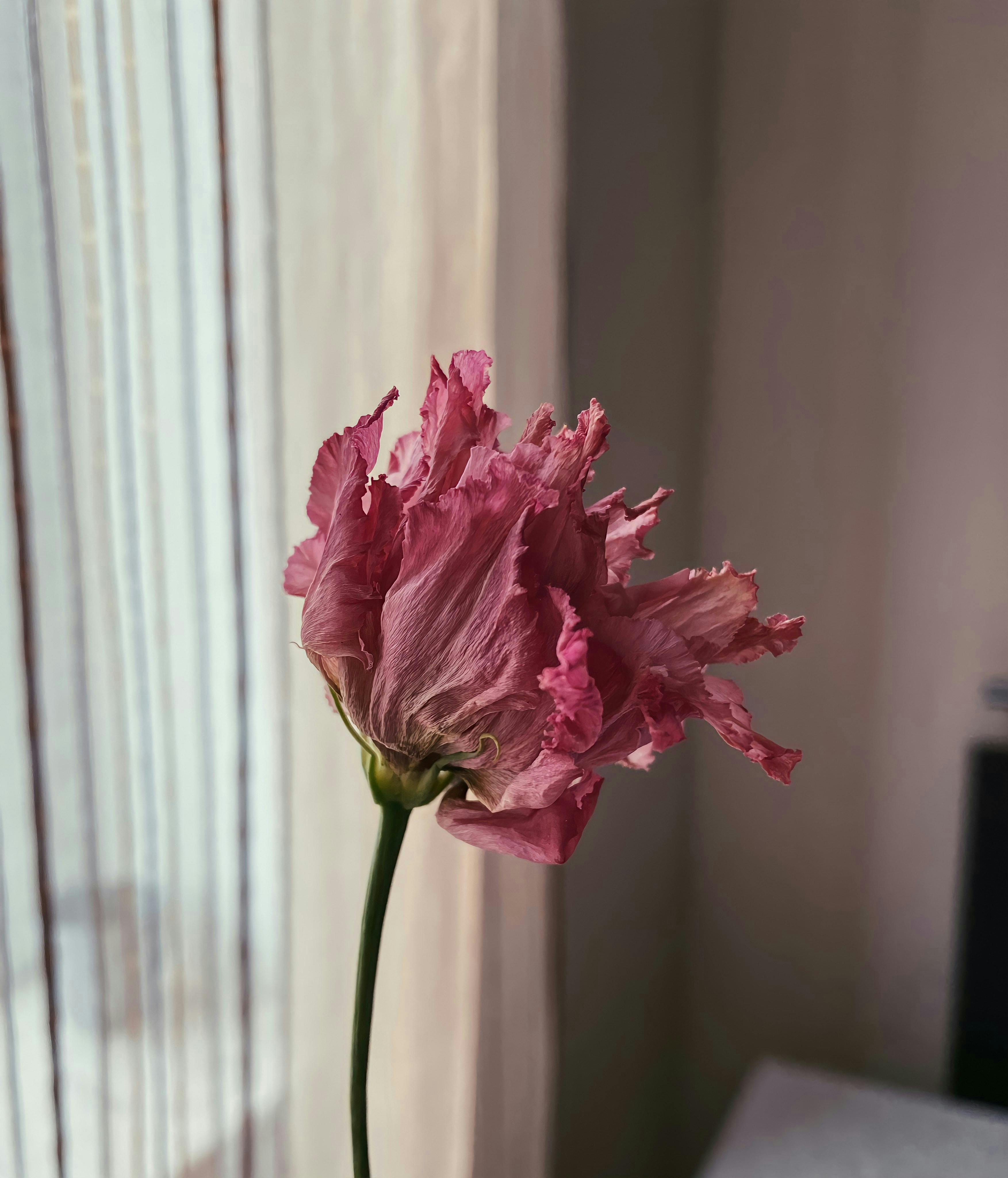 Pink Flower