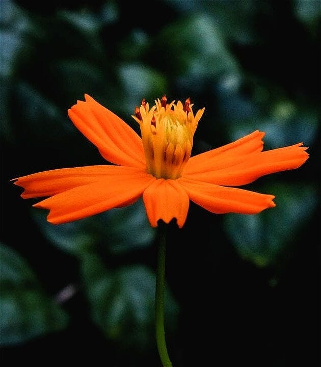 orange-flower-the-highest-quality.jpg
