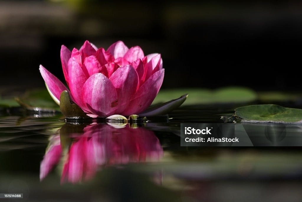 istockphoto-151514088-1024x1024 2.jpg